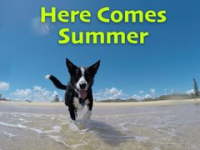 Here_Comes_Summer